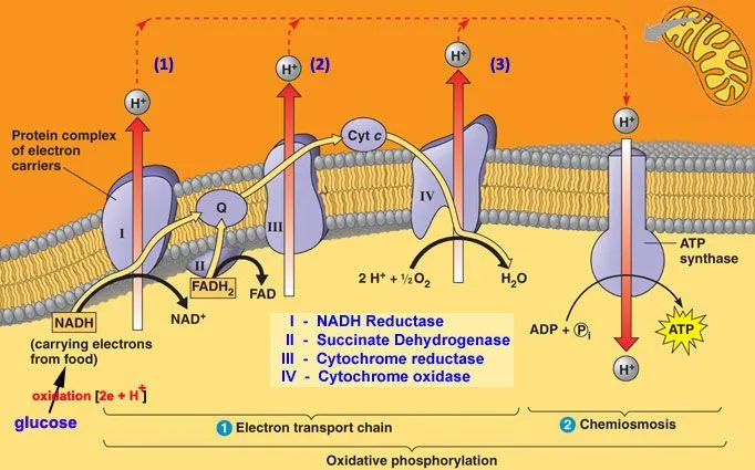 Mechanism of chemiosmosis